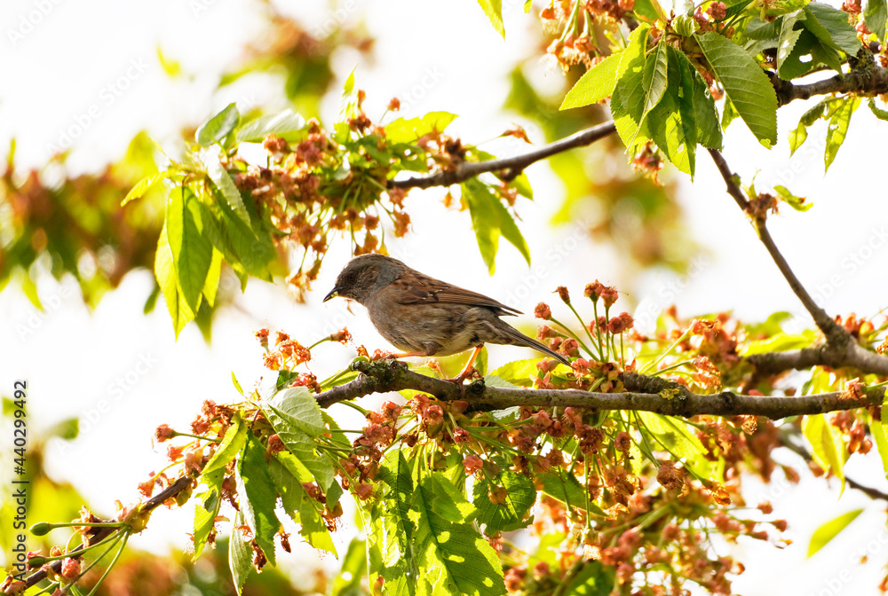 Obraz premium House sparrow sits on a branch in the cherry tree. Songbirds in Europe. Little sparrow in the tree.