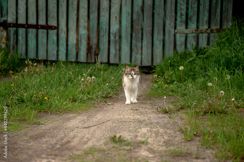 village russia summer cat