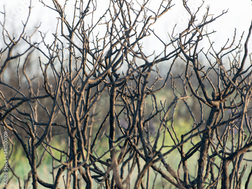 Dry black bush branches after a fire. Forest plantations, wasteland.