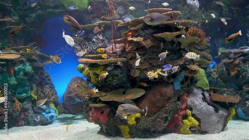 морской риф