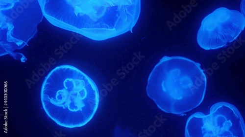 морской риф