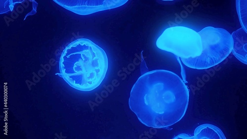 морской риф