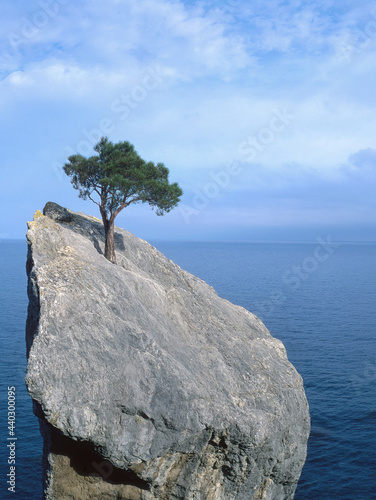  tree that fights for life on a rock photo