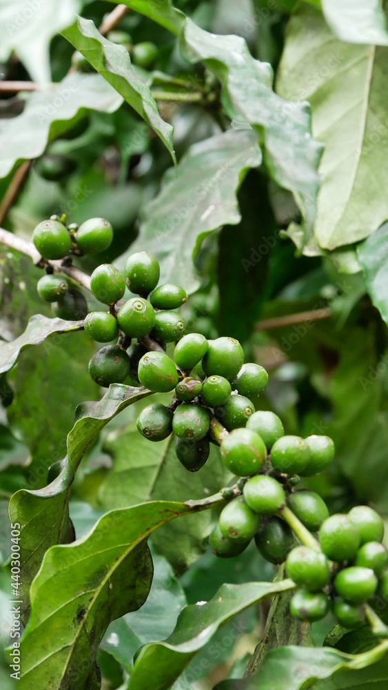 a coffee plant of the variety Coffea arabica with green beans, in Cuba