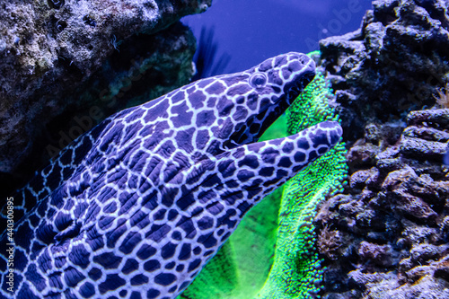 leopard moray eel fish photo