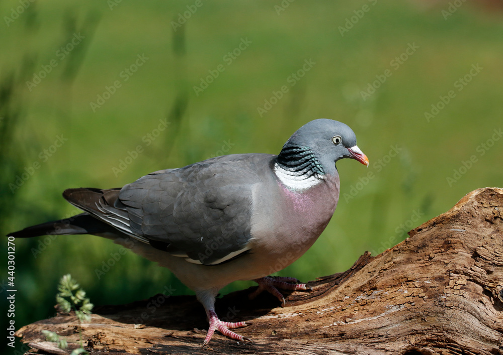 Fototapeta premium Wood Pigeon