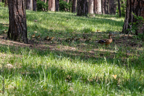 duck with ducklings move to the pond © Minakryn Ruslan 