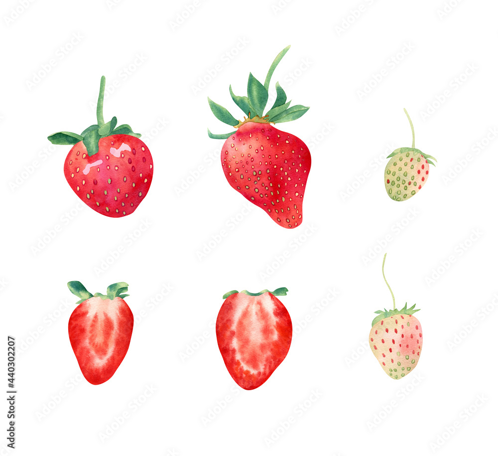 Watercolor strawberry set. Red ripe strawberries, green berry, sliced sweet berry Watercolor strawberry set. Red ripe strawberries, green berry, sliced sweet berry