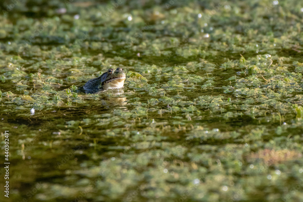 Northern green frog wadding in a pond Northern green frog wadding in a pond