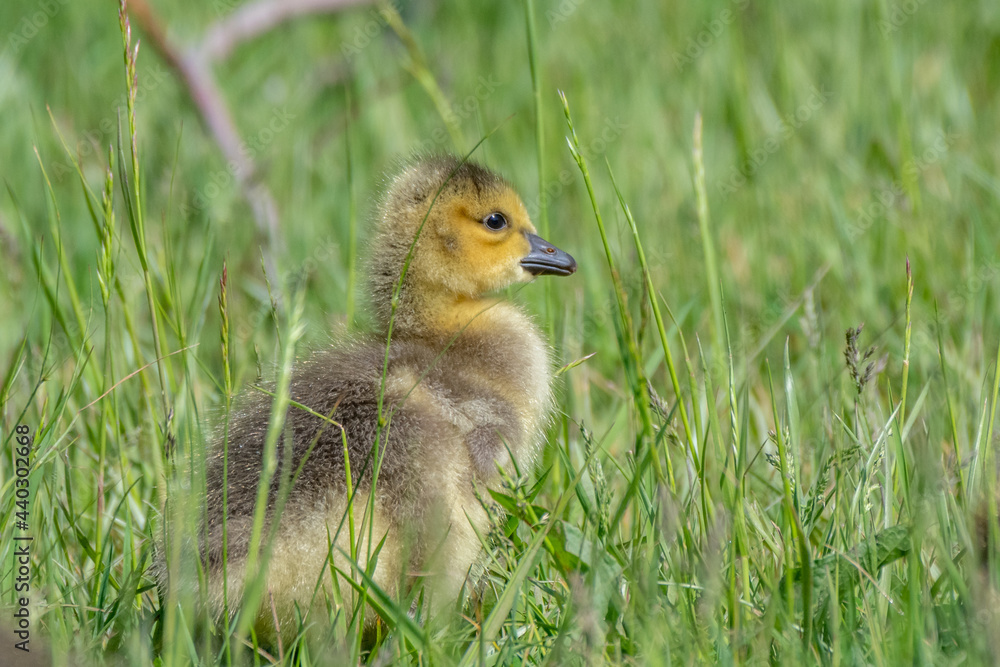 Young canada geese running in the green grass