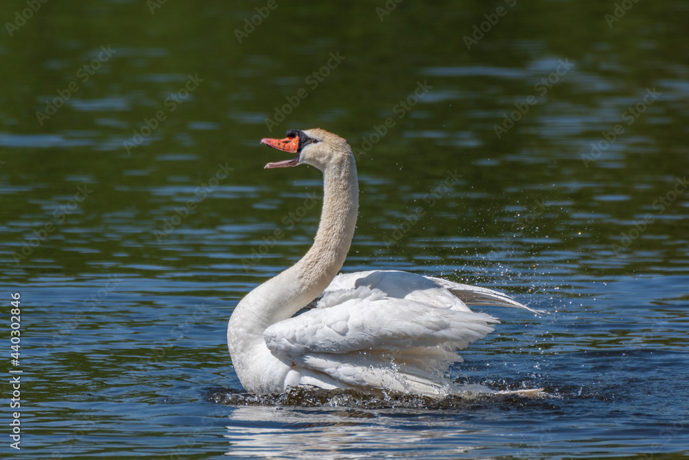 Fototapeta premium Adult male mute swan displaying wings on the Huron River