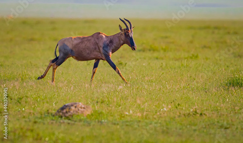 A brown topi runs across the grasslands of the Masai Mara