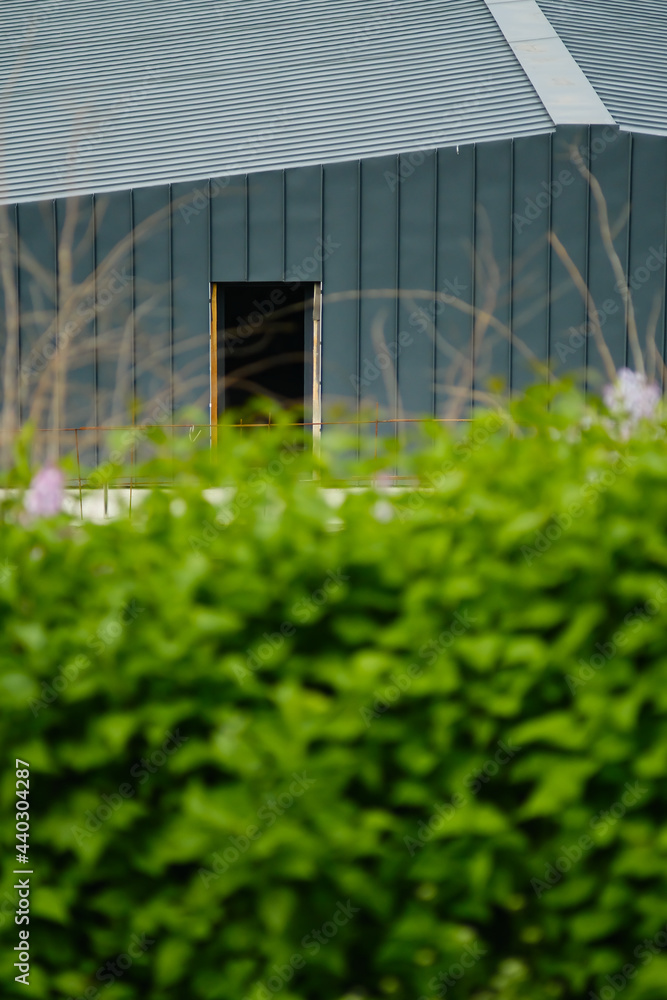 Fototapeta premium Hedge with green bushes in front of modern building.