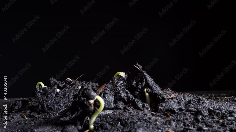 Footage B roll timelapse Growing plants. Sprouts germination newborn