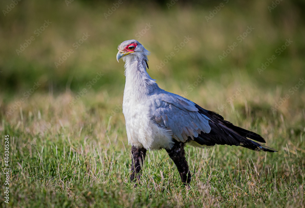 Fototapeta premium Secretary bird walks through high grass in Samburu, Kenya