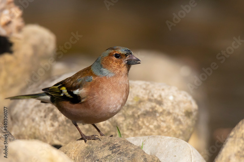 colorful finch bird on the stones 