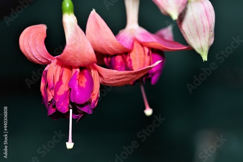 Bicentennial Fuchsia blooms. photo