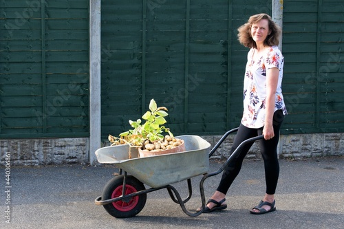 Photo Woman with wheelbarrow of home grown potatoes.