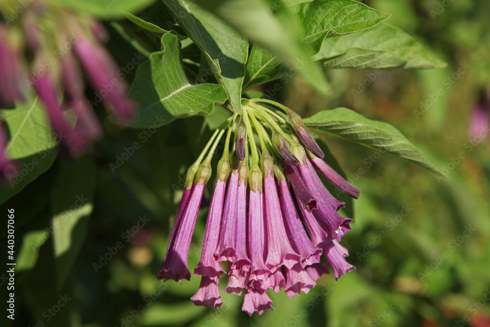 Iochroma cyaneum