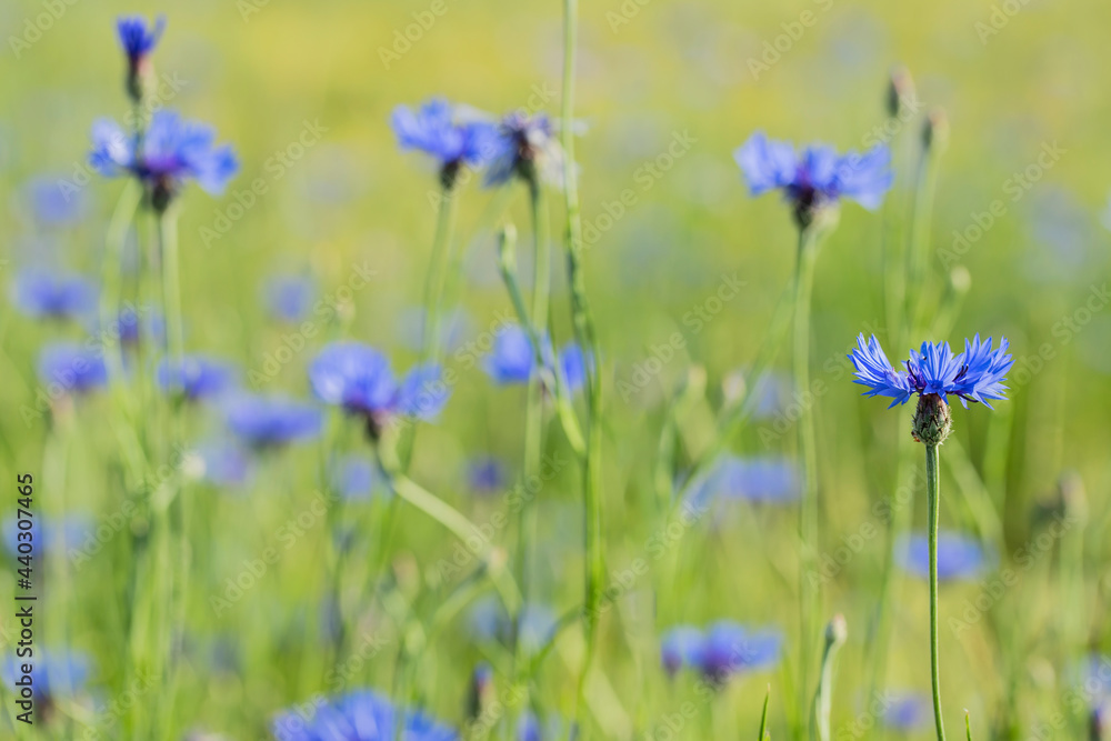 Closeup of a blue cornflower (Centaurea cyanus). Light, yellow-green cornfield bokeh in background. Closeup of a blue cornflower (Centaurea cyanus). Light, yellow-green cornfield bokeh in background.