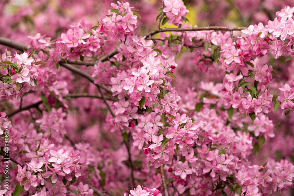 pink cherry blossom pink cherry blossom