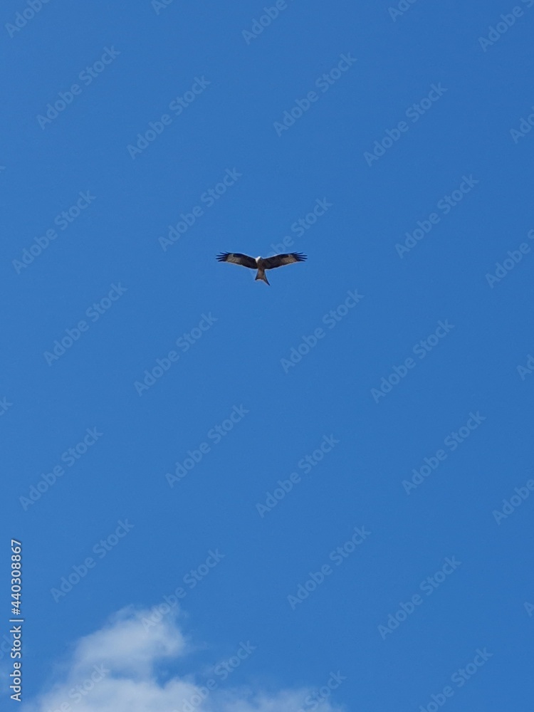 Raptor flys in front of blue sky