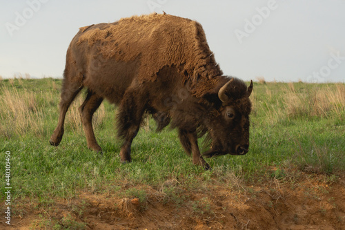 Buffalo