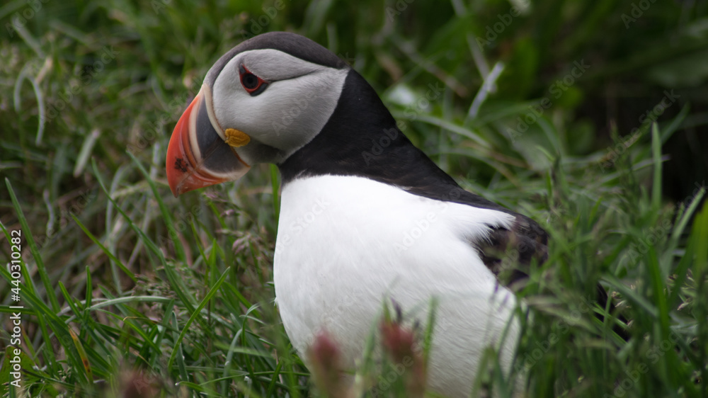 Naklejka premium Puffin in grass on Iceland