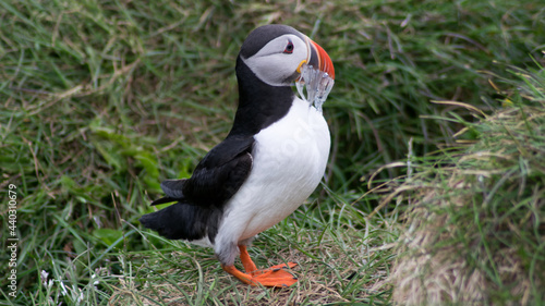 Puffin in grass on Iceland with fishes in beak © Zbigniew Wu