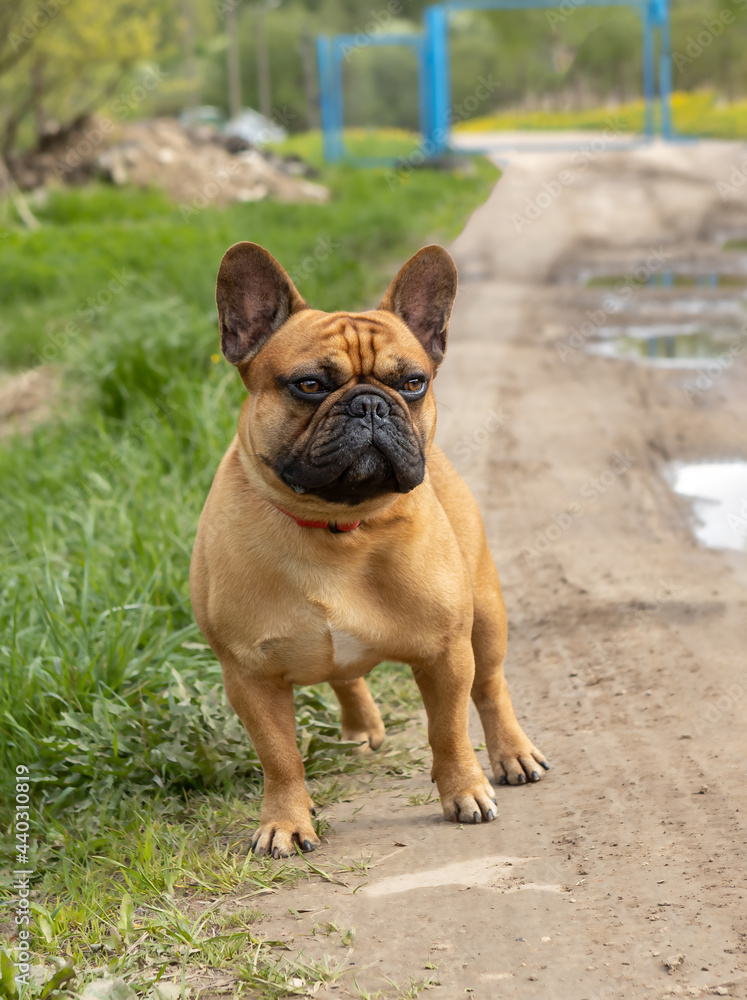 french bulldog stands on the street and looks into the distance