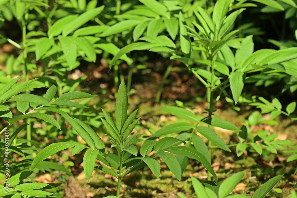 Zwerg-Holunder oder Attich (Sambucus ebulus) Zwerg-Holunder oder Attich (Sambucus ebulus)
