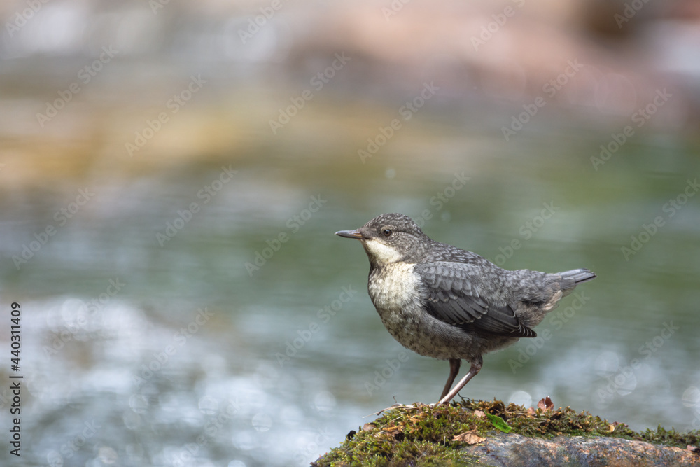Young white-throated dipper on a rock in the mountain river Young white-throated dipper on a rock in the mountain river