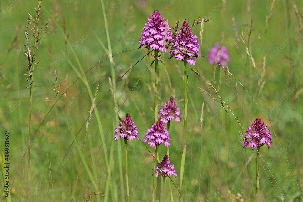 Pyramiden-Hundswurz (Anacamptis pyramidalis) Pyramiden-Hundswurz (Anacamptis pyramidalis)