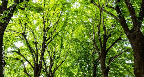 Background with green tree branches