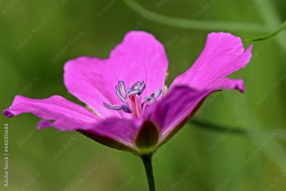 Blutroter Storchschnabel (Geranium sanguineum) Blutroter Storchschnabel (Geranium sanguineum)
