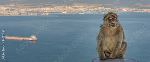 A Gibraltar macaque photo