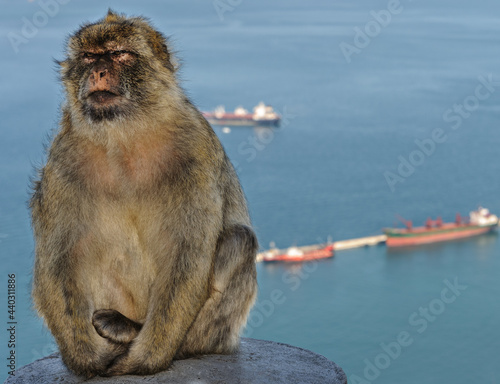 A Gibraltar macaque © Steve