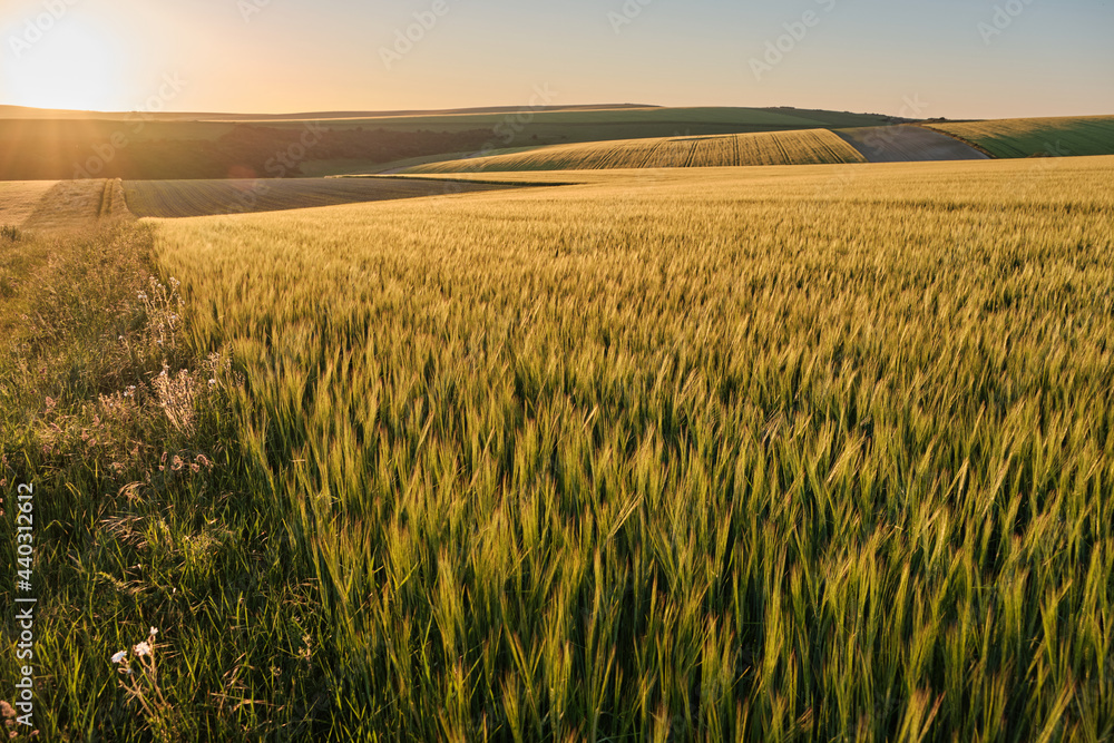 Wide angle view of wheat fields on a sunny evening in the South Downs National Park with the sun setting over the Sussex Weald.