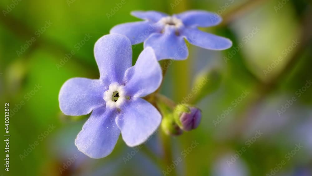 Blue forget-me-not flowers in summer evening macro Blue forget-me-not flowers in summer evening macro