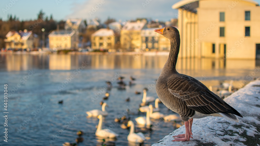 Goose next to reykjavik's lake in winter Goose next to reykjavik's lake in winter