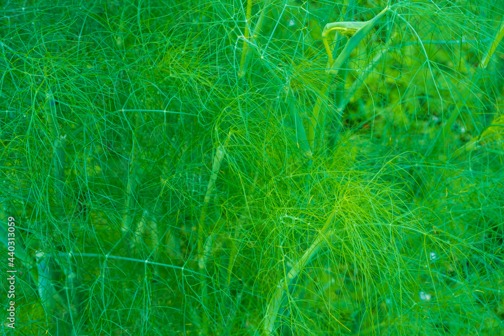 Fresh green fennel close up, background Fresh green fennel close up, background