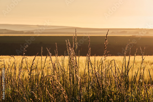 Farmland on a sunny evening in the South Downs National Park with the sun setting over the Sussex Weald. Long wild grass in the foreground. 