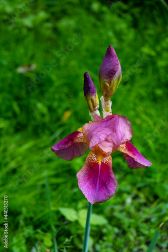 Pink-purple iris