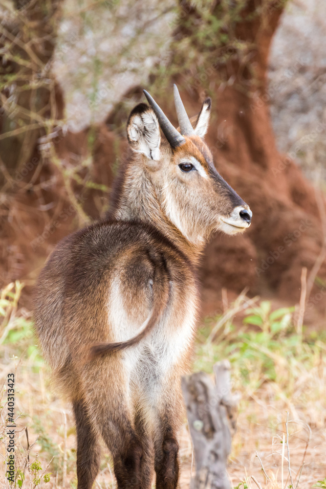 Deer looking back at photographer, Tarangire National Park, Tanzania Deer looking back at photographer, Tarangire National Park, Tanzania