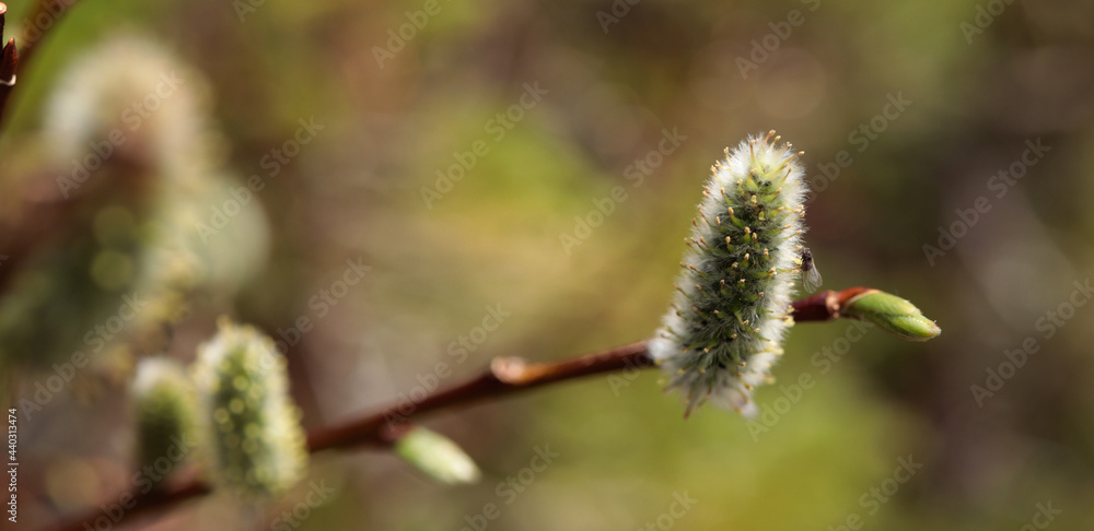 buds in spring buds in spring