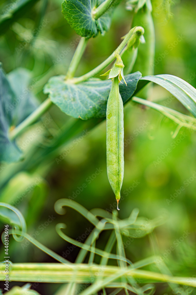 a pod of green peas on a bush in a vegetable garden. farm. growing legumes. a pod of green peas on a bush in a vegetable garden. farm. growing legumes.