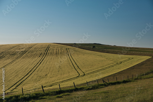 Tractor trails in a wheat field on South Downs National Park farmland with the sun setting over the Sussex Weald. 