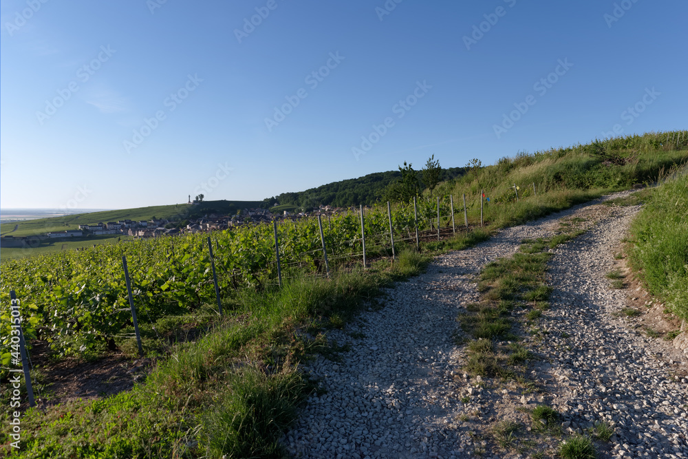 Country path and Champagne vineyards in the Reims mountain regional nature park