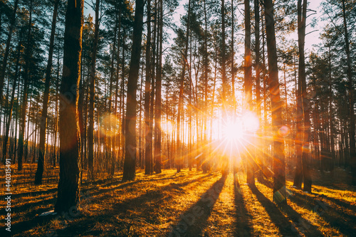 Beautiful Sunset Sunrise Sun Sunshine In Sunny Spring Coniferous Forest. Sunlight Sunbeams Through Woods In Forest Landscape