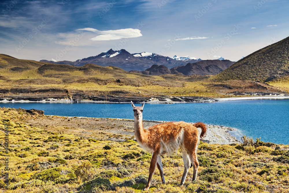 Naklejka premium Torres del Paine, Patagonia, Chile